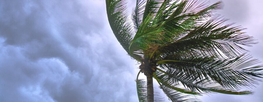 close up photo of coconut tree